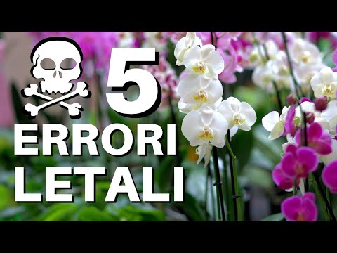 Video: Growing Zone 8 Orchidee: quali sono le orchidee resistenti al freddo per il giardino