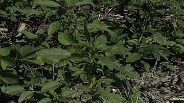 Weed of the Week #584 - Waterhemp (From Ag PhD #584 6/14/09)