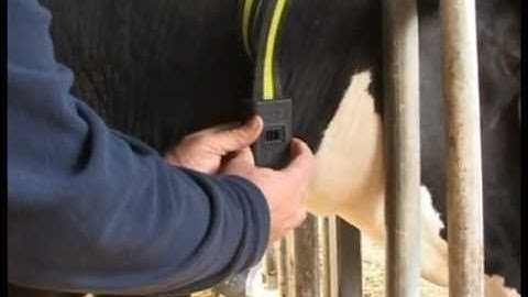 Allflex Tag Assembly (Slider Buckle) Yello Strip