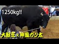 大獣王ｘ神風ガン太 2020.11.15　【沖縄闘牛大会にて】