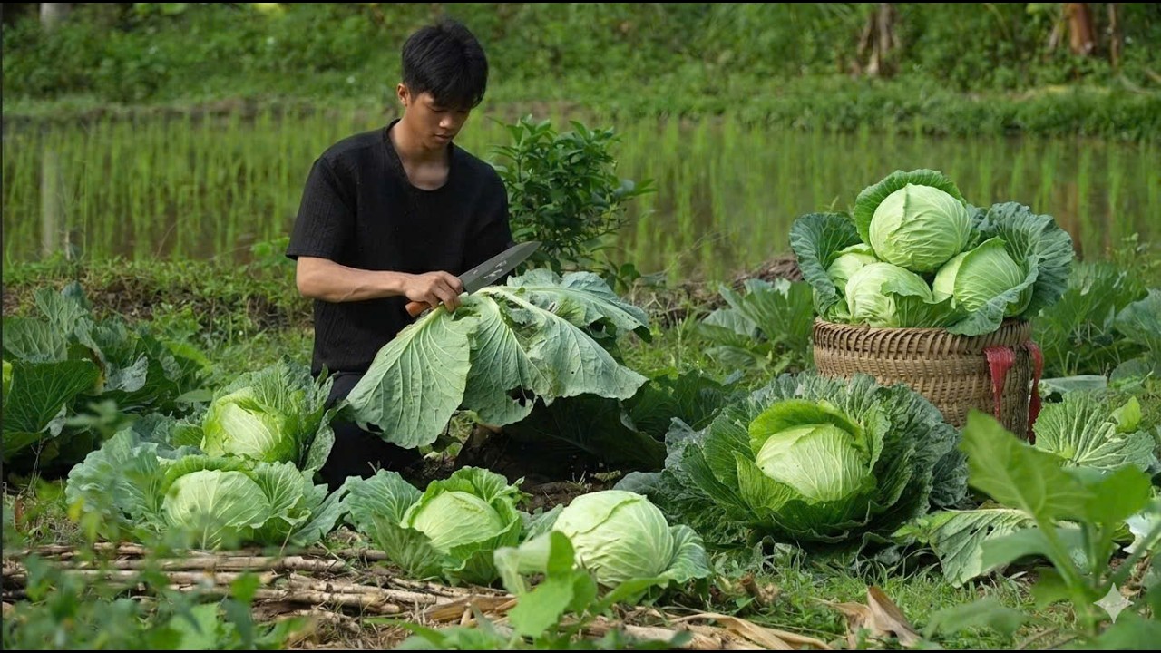 Harvesting cabbage to sell at the village market
