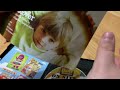 HiT Entertainment S Bob The Builder Houses And Playgrounds 2008 DVD Review 
