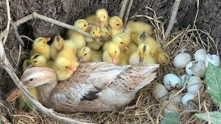 Amazing  Pekin 50  Duckling Hatching From eggs  cute cute Baby Duck Born