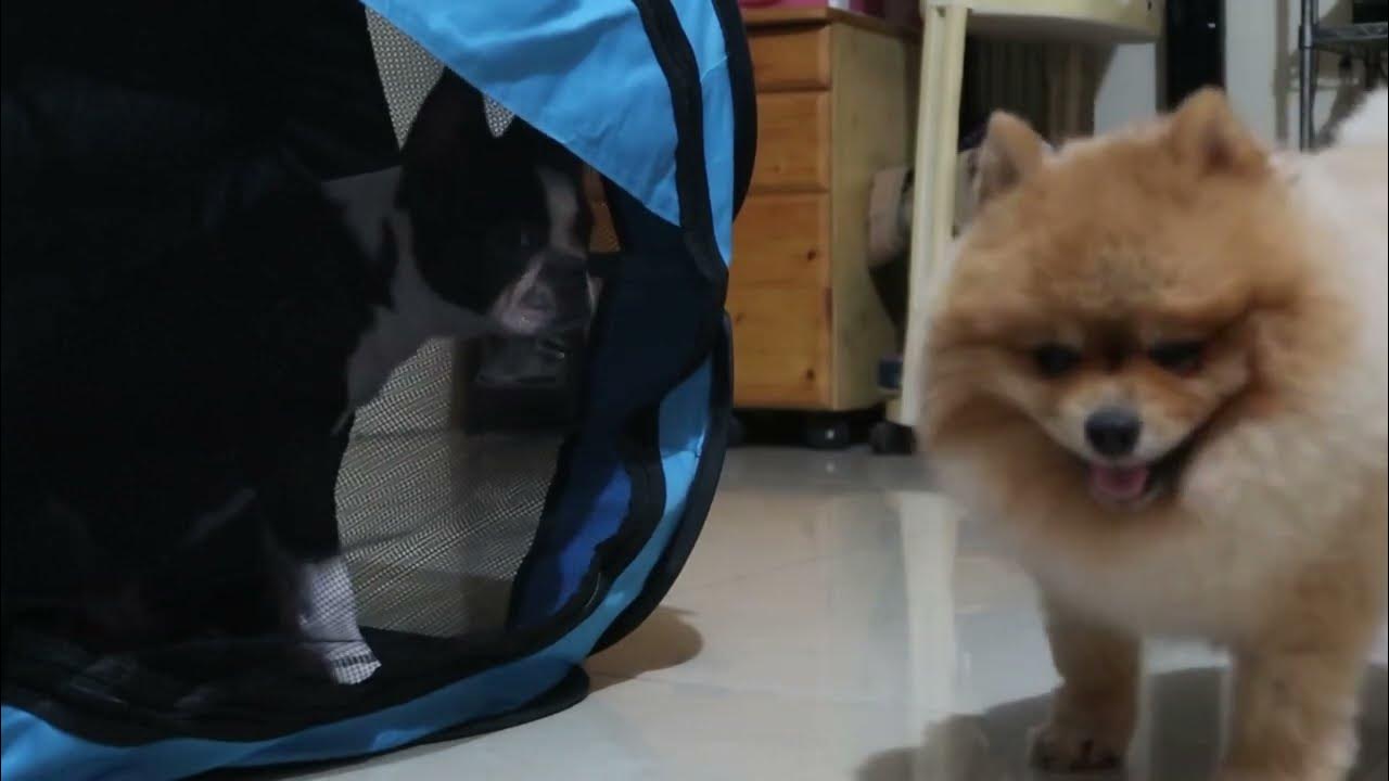 Pomeranian Problem? Gasping of breath? Reverse Sneezing! Kennel Cough