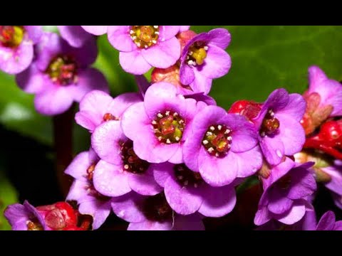 Video: Top 5 usædvanlige stikkende blomster og planter