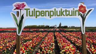 Wauw pluk je eigen tulpen in de Floratuin in Julianadorp