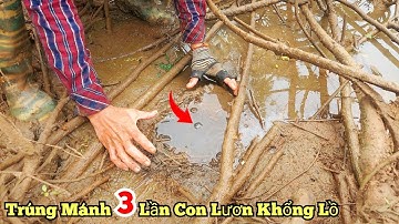 Câu lươn sông_Hang lươn khổng lồ 3 lần trúng mánh 1.52KG lươn khủng_tập582//Giant eel cave 1.52KG