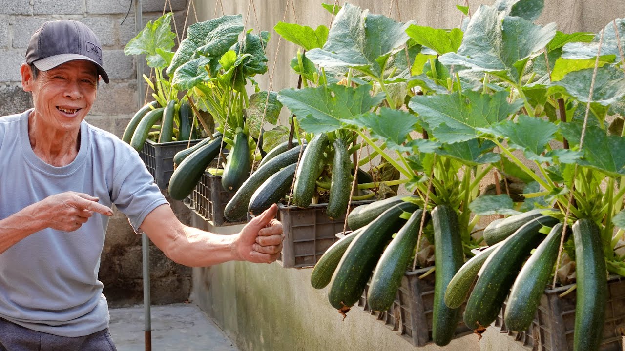 Никаких удобрений, никаких пестицидов — всего один трюк, и цуккини растут весь сезон!
