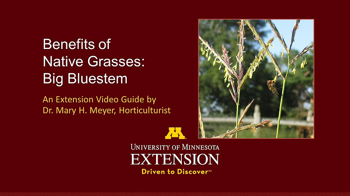 Benefits of Native Grasses: Big Bluestem
