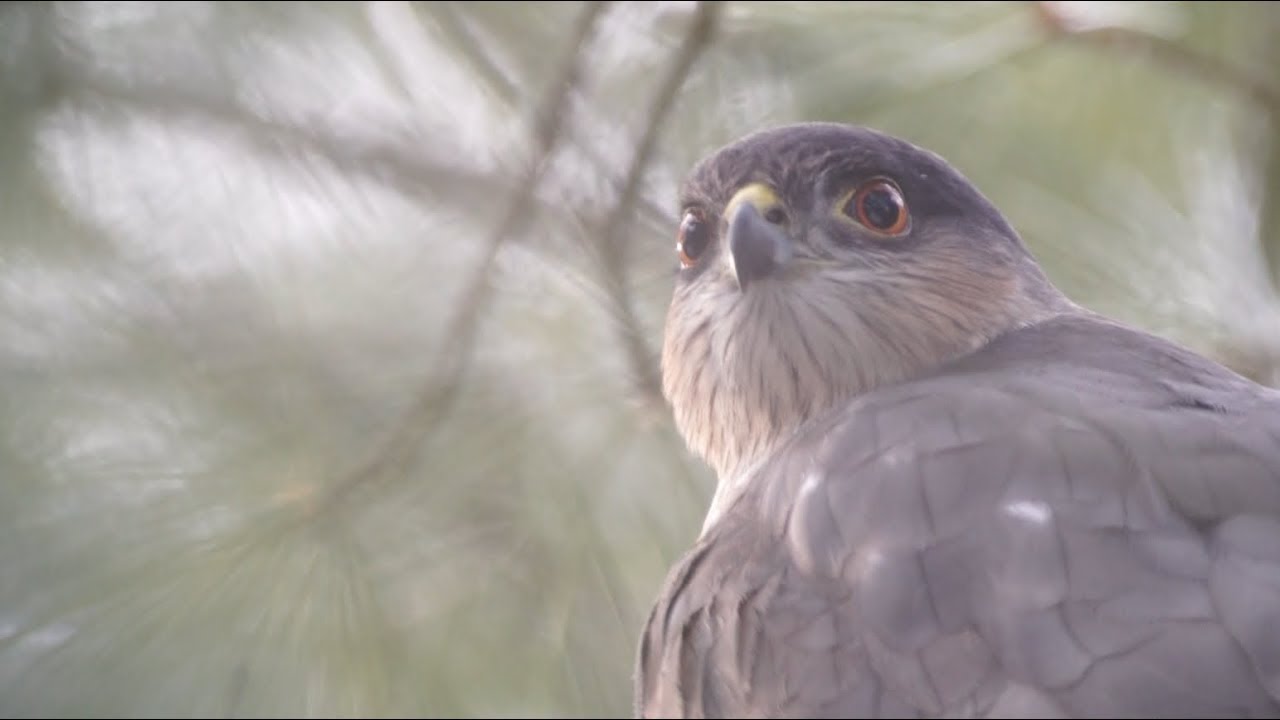 Sharp-shinned Hawk, 2/16/2019 (HD) 