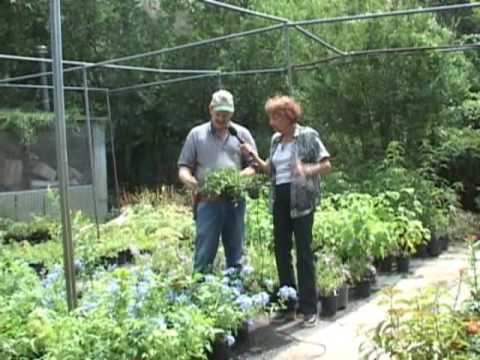 Fanick Garden Center And Nursery S