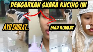 DENGARKAN SUARA KUCING INI ❗|| ayo sholat || mau kiamat