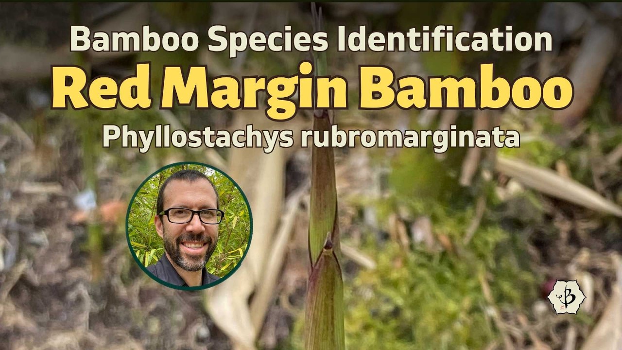 Bamboo Species Identification with Phyllostachys rubromarginata