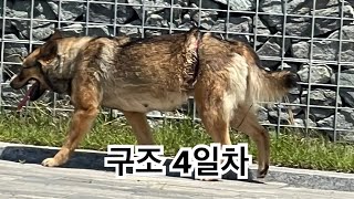 동물구조119 라이브 스트리밍 중