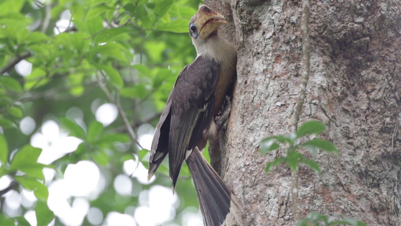 Austen's Brown Hornbill 