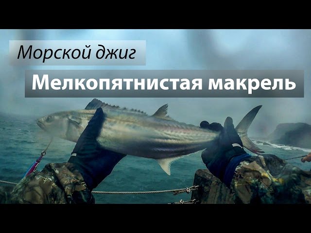 Восточно-Китайское море. Мелкопятнистая макрель. Береговой морской джиг.