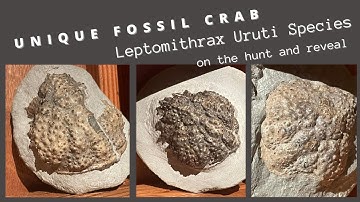 #THEFINDERS | FOSSIL HUNTING FOR NEW CRAB SPECIES