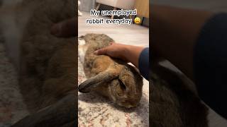 Long Day Of Nothing For Rabbit 😩🐰 #Funnyshorts #Funnyanimals