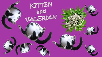 Cat gets high on Valerian Root. Kätzchen richt Baldrian. Котёнок нанюхался валерьянки.