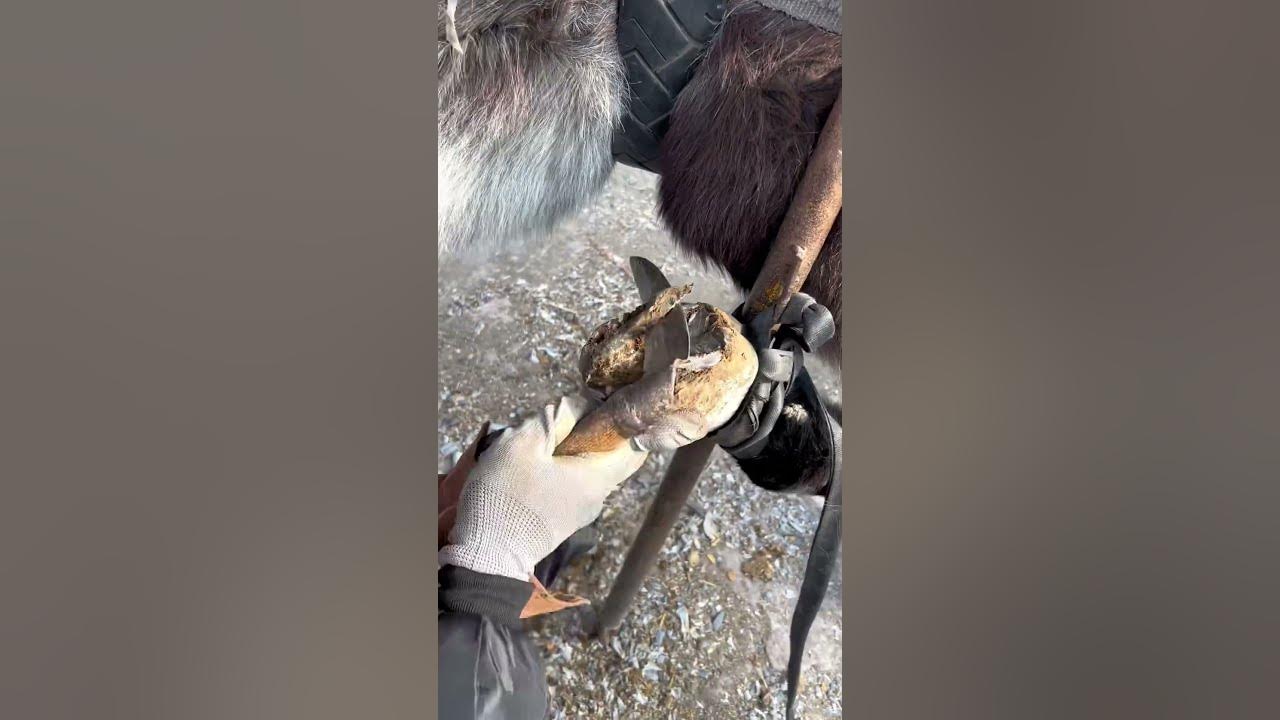 An ancient craft, a sickle to trim a donkey's hooves【Mr.Farrier】shorts