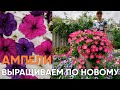 ВЫРАЩИВАЕМ АМПЕЛЬНЫЕ ПЕТУНИИ ПО НОВОМУ! Новая пикировка для черенков и хорошего ветвления