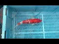 6-4-49 - 14-16" Sanke Koi