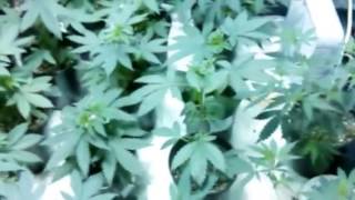 H.S.O Em dog grow