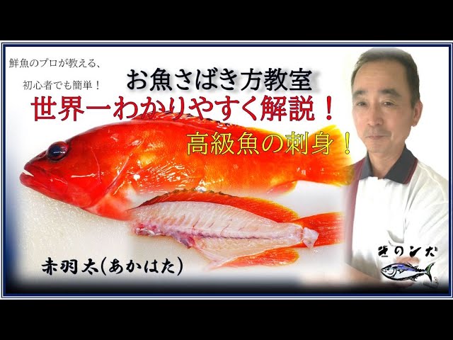 アカハタのさばき方 世界一わかりやすい初心者用 三枚おろし 刺身 By鮮魚店 きのした生魚店 広島県東広島市西条 21 How To Fillet Blacktip Grouper Youtube