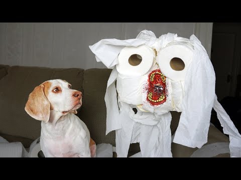 dog-vs-evil-toilet-paper-zombie-prank:-funny-dog-maymo