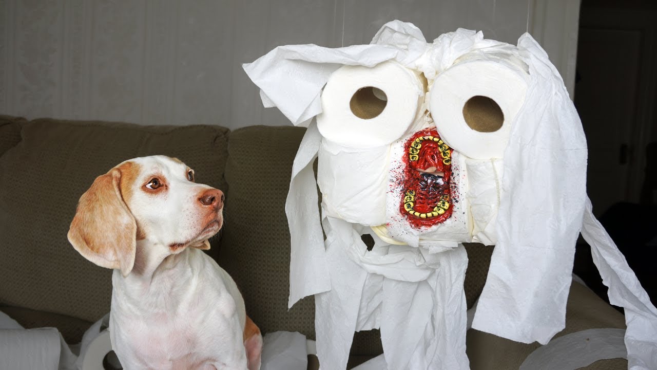 Dog vs Evil Toilet Paper Zombie Prank: Funny Dog Maymo