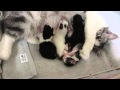 noraneko nyankichi「The mother cat is strong.」~母猫は強し～