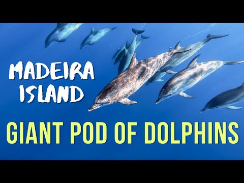 HUGE POD OF DOLPHINS ON MADEIRA ISLAND, PORTUGAL