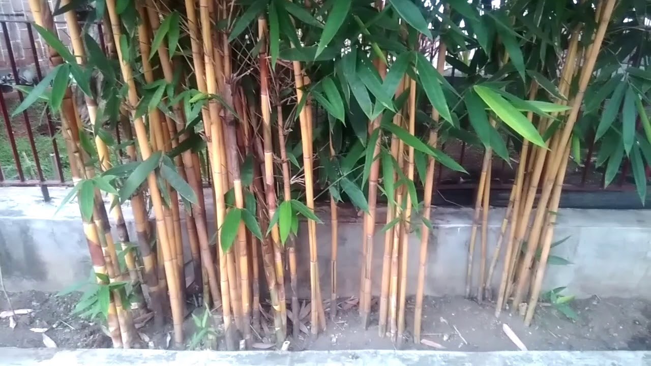 Tanaman Hias Bambu Kuning Bambusa Vulgaris Sebagai Tanaman Pagar Depan Rumah YouTube