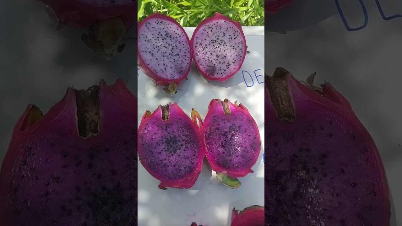 Apresentando Mais Umas Variedades De Pitaya