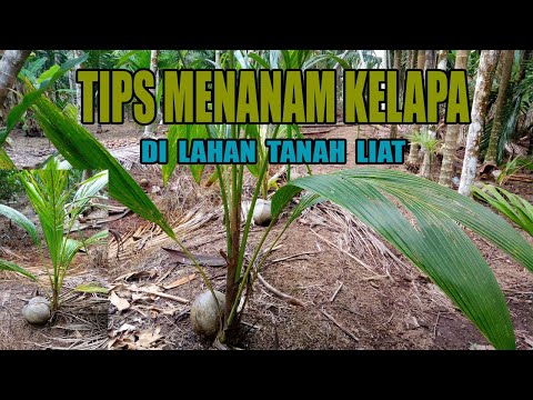 Video: Bisakah kelapa tumbuh di tanah liat?