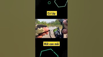 Pha táp mất luôn con mồi | câu cá lóc .! #caucaloc #cauca #caulure #caucagiaitri #fishing