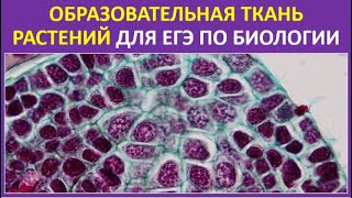 27. Образовательная ткань растений для ЕГЭ по биологии 27. Образовательная ткань растений для ЕГЭ по биологии