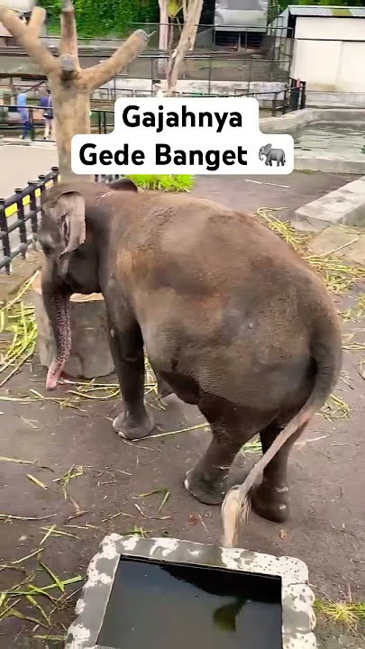 Reaksi Abang Al Pertama Kali Liat Gajah Dari Dekat 🐘