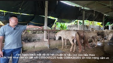 siêu kinh điển quả thớt nghiến cứng như sừng trâu.quá căng giá ngựa bạch mắt đỏ dịp tết #gaiban 