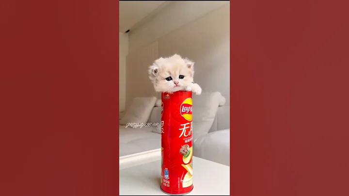 Video 11364861: funny cats adorable kitten