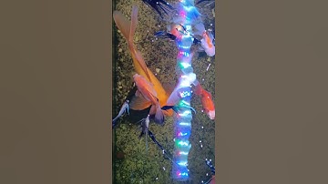 CÁ BA ĐUÔI, CÁ CHÉP PHI TẦN, CÁ ÔNG TIÊN