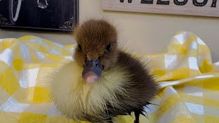 Rescued Duckling goes Swimming for the First Time!