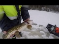 Проверка капканов и флагов с утра.Рыбалка в Карелии на лесном озере.