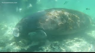 Florida's beloved manatees are dying at a record rate. Their cause of death traces back to humans.