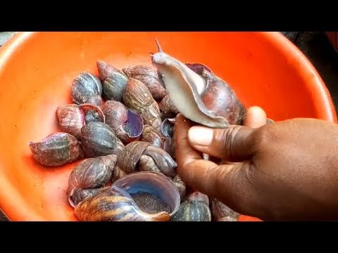 The Proper Way of Washing Snail 