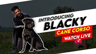 Introducing Blacky without cropping & docking, Cane Corso by Sri Sai Pet World 1,201 views 3 months ago 8 minutes, 15 seconds