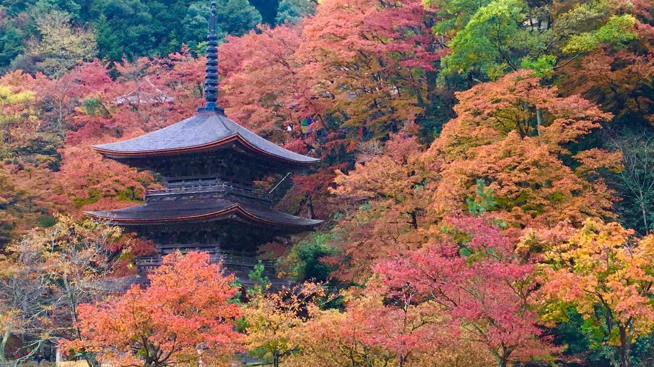 京都舞鶴金剛院秋紅葉 Youtube 京都舞鶴金剛院秋紅葉 Youtube