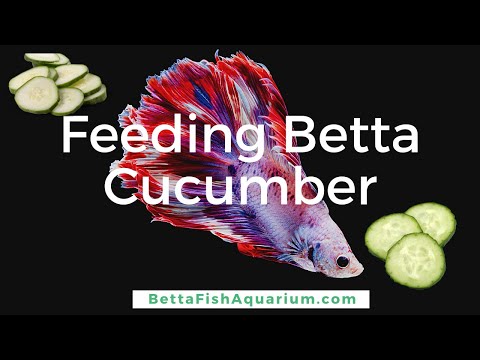 Feeding betta cucumber - Is cucumber good for fish?