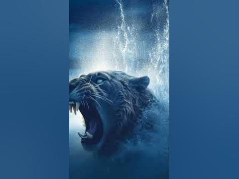 чо за лев этот тигр - YouTube