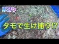 【素潜り】タモ網で高級魚を生け捕り⁉︎